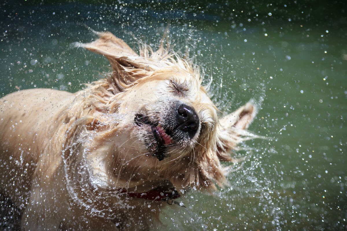 puzzling-pooches-why-does-my-dog-shake